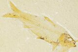 Two Detailed Fossil Fish (Knightia) - Wyoming - #201595-3